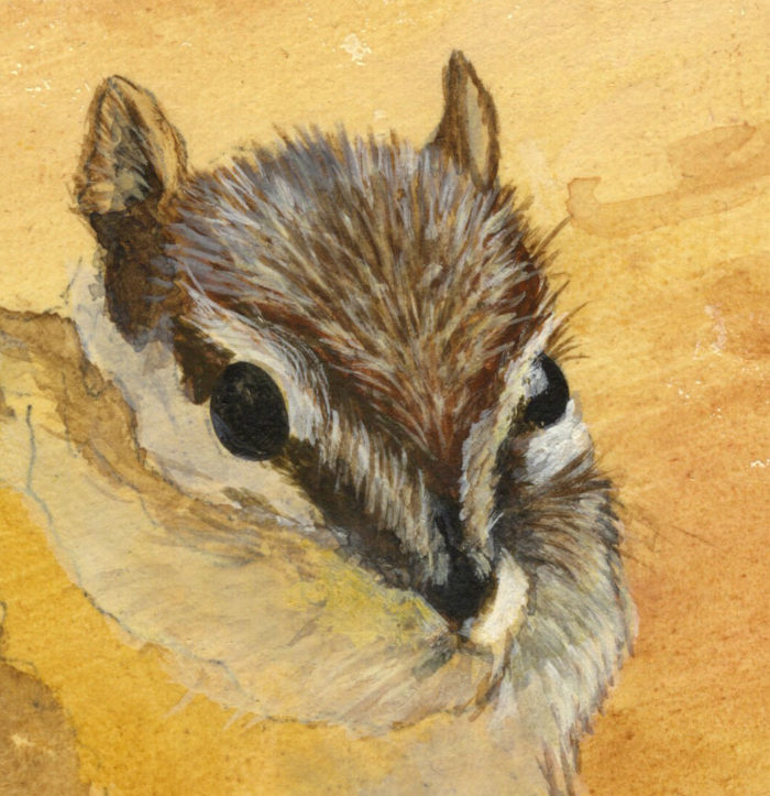 Detail Chipmunk Painting