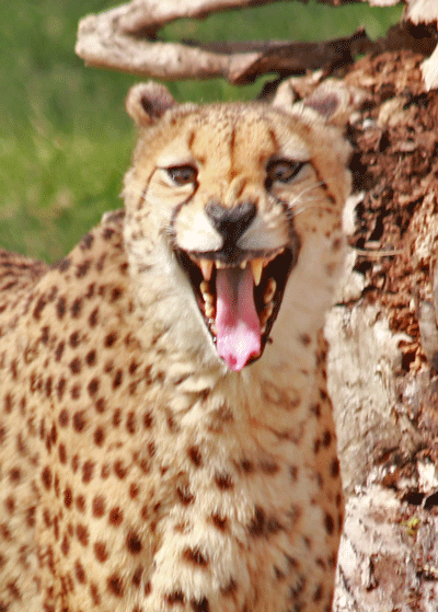 Cheeta Teeth