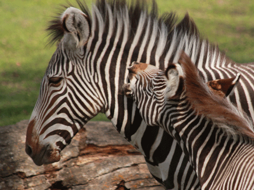 Zebra Play