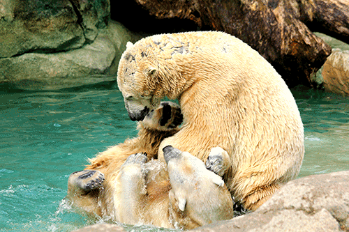 Polar bears at play....splish, splash I was taken a bath......