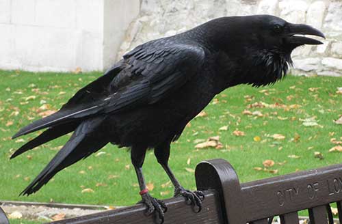 Raven-Caw-PMphoto