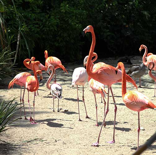 Tall-Flamingo
