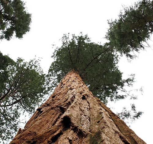 The Giants……Sequoias