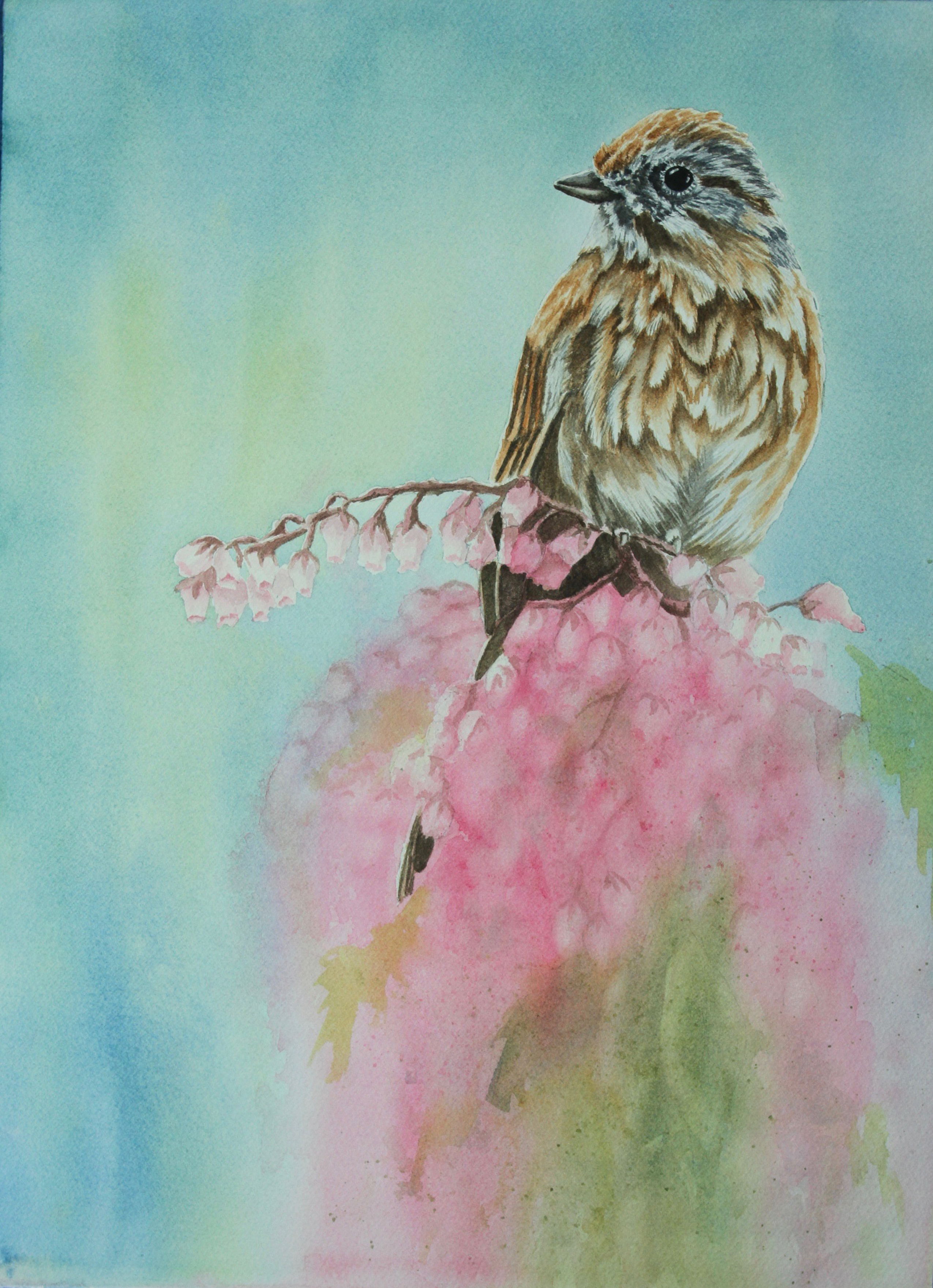 wc-sparrow-painting