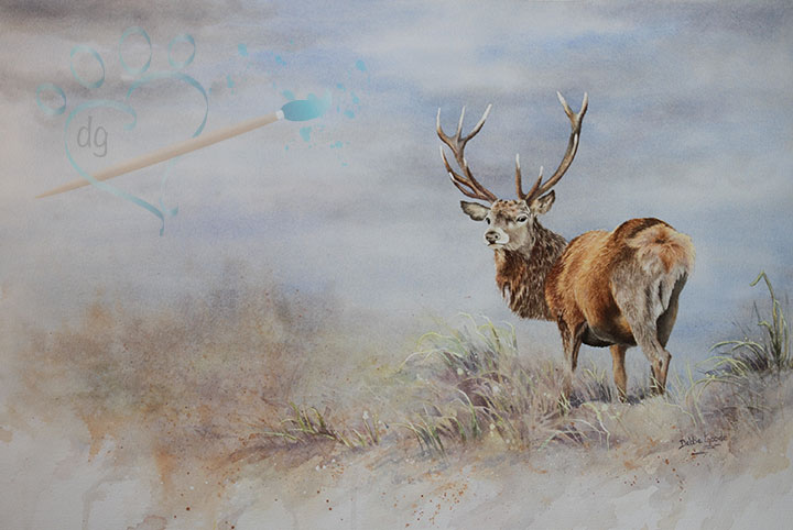 Watercolor….Red Deer