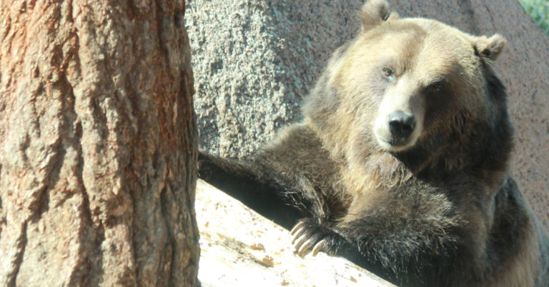The Story of the Grizzly Bear Photo